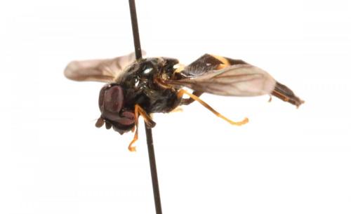 Pyrophaena rosarum