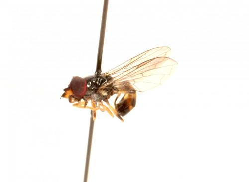 Pelecocera tricincta