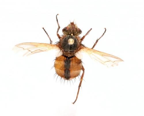 Tachina fera