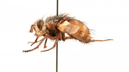 Tachina fera