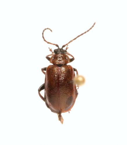 Réf. 152 732 : Lochmaea capreae