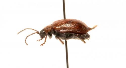Réf. 152 733 : Lochmaea capreae