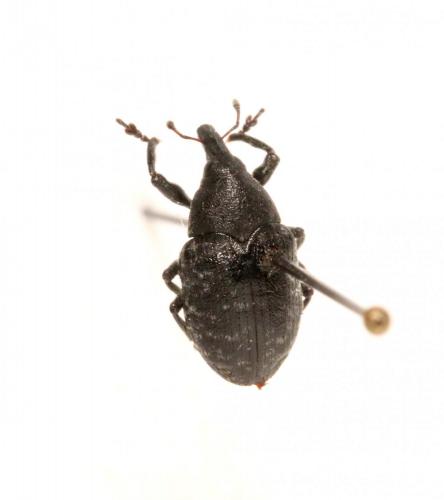 Larinus turbinatus