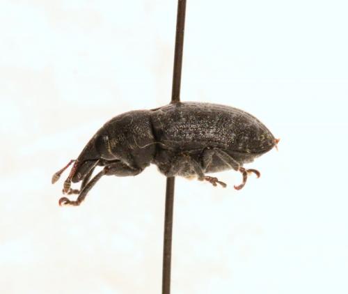 Larinus turbinatus