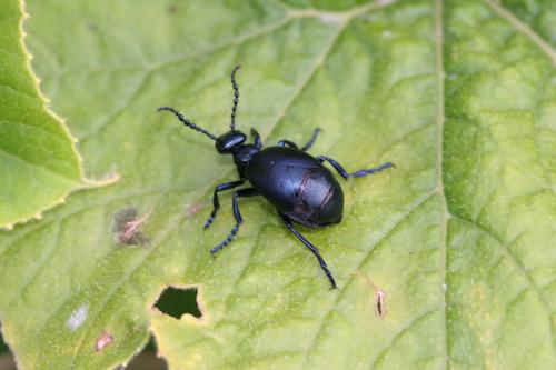 Réf. 152 624 : Meloe autumnalis