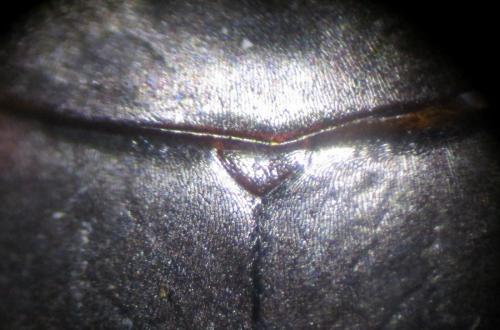 Agabus bipustulatus