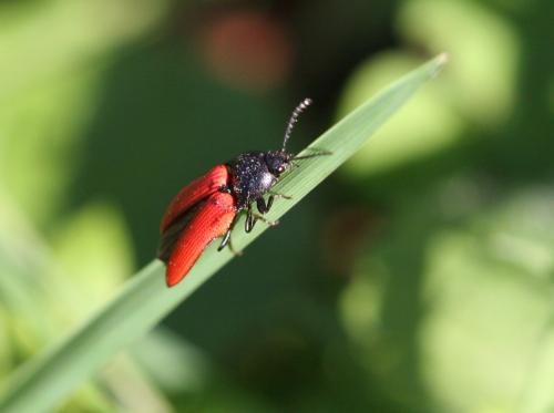 Ampedus sp.