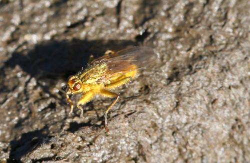 Scathophaga stercoraria