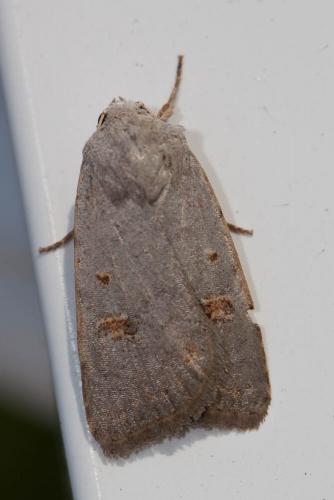 Réf. 152 984 : Caradrina proxima