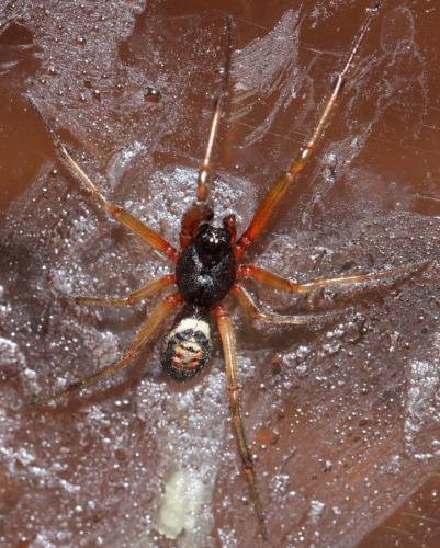 Réf. 152 932 : Steatoda nobilis