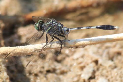 Orthetrum sabina