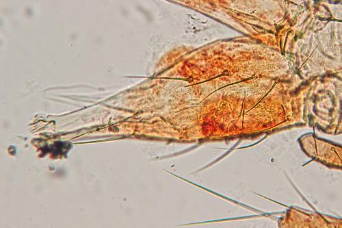 Odontoscirinae
