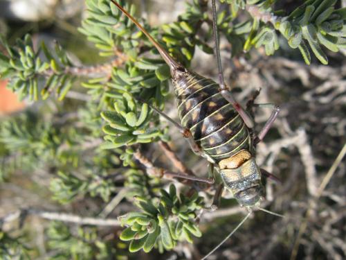 Réf. 152 309 : Parasteropleurus perezii
