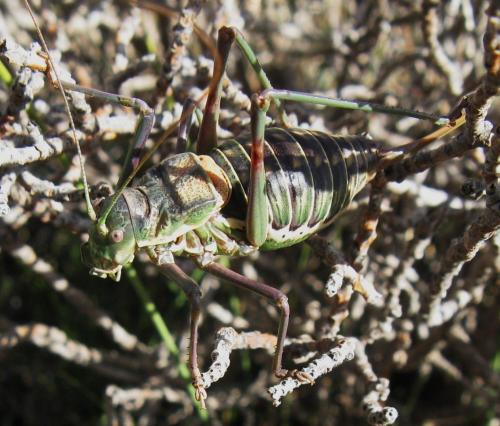 Réf. 152 310 : Parasteropleurus perezii