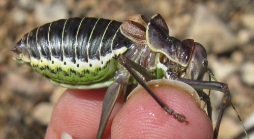 Réf. 152 311 : Parasteropleurus perezii