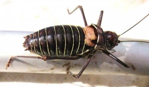 Réf. 152 314 : Parasteropleurus perezii