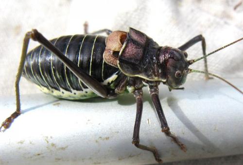 Réf. 152 315 : Parasteropleurus perezii