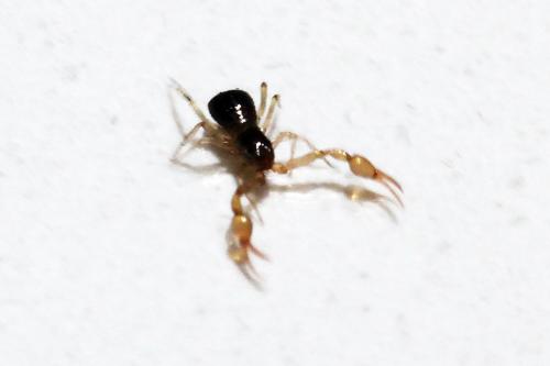 Neobisium sp.