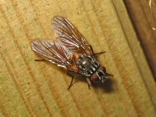 Réf. 152 383 : Phaonia subventa