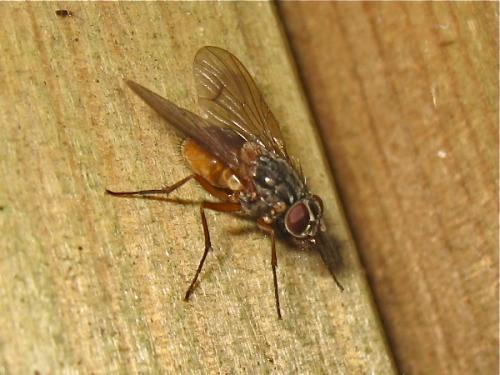 Phaonia subventa