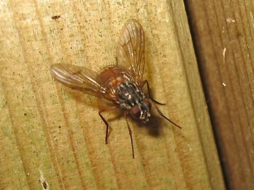 Phaonia subventa