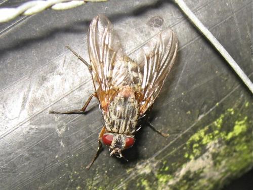 Réf. 152 387 : Phaonia valida