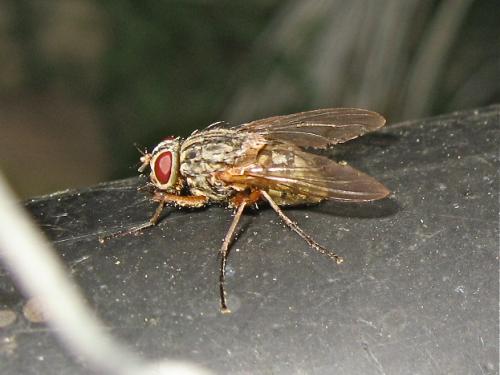 Réf. 152 386 : Phaonia valida