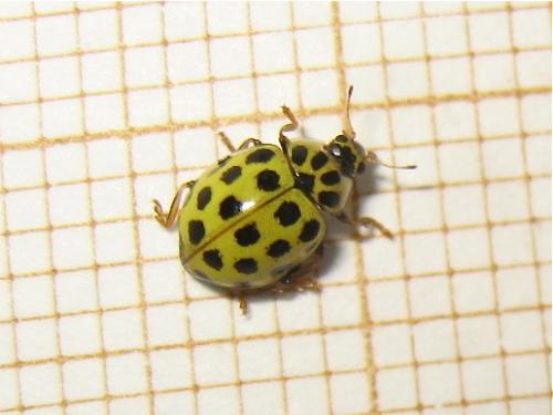 Réf. 152 029 : Psyllobora vigintiduopunctata