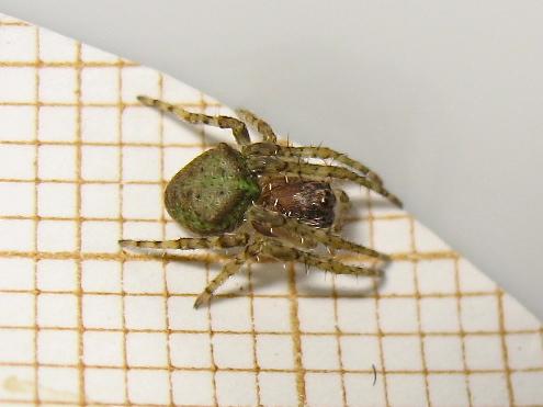 Réf. 152 031 : Gibbaranea gibbosa