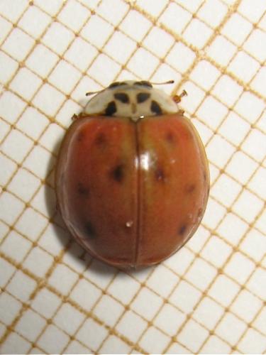 Harmonia axyridis