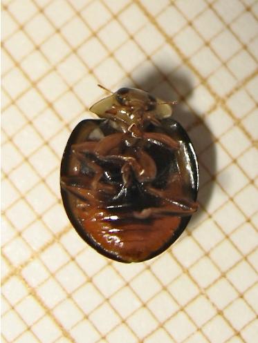 Harmonia axyridis