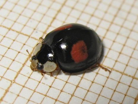 Harmonia axyridis