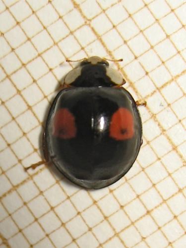 Harmonia axyridis