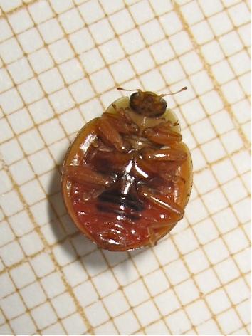 Harmonia axyridis