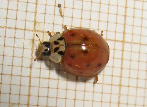 Harmonia axyridis