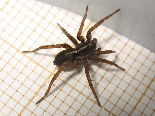 Pardosa sp.