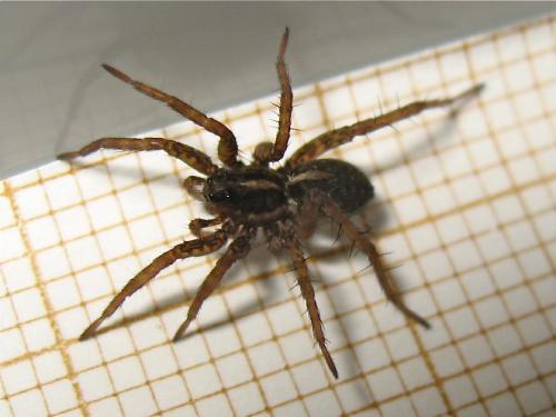 Pardosa sp.