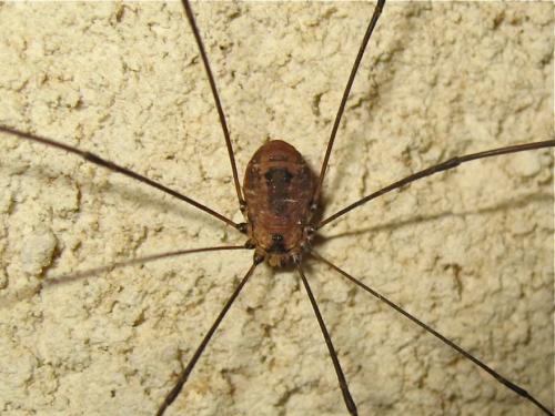 Réf. 152 307 : Leiobunum rotundum