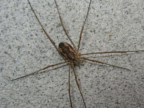Réf. 152 313 : Phalangium opilio