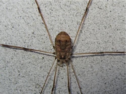 Leiobunum blackwallii