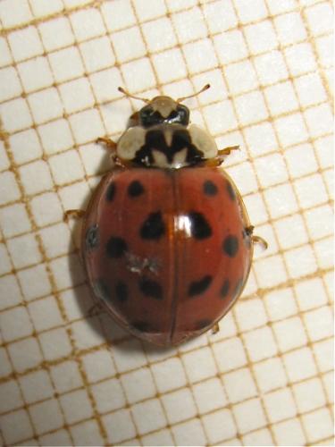 Harmonia axyridis