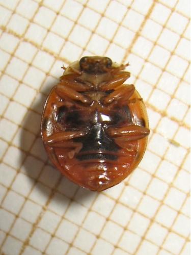 Harmonia axyridis