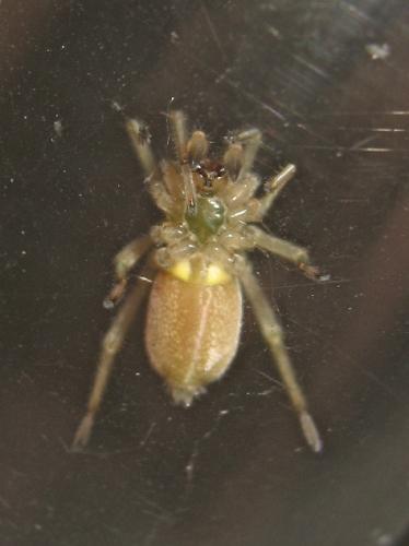 Cheiracanthium sp.