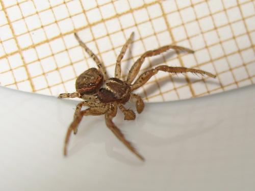 Xysticus sp.