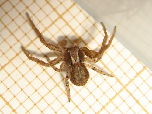 Xysticus sp.