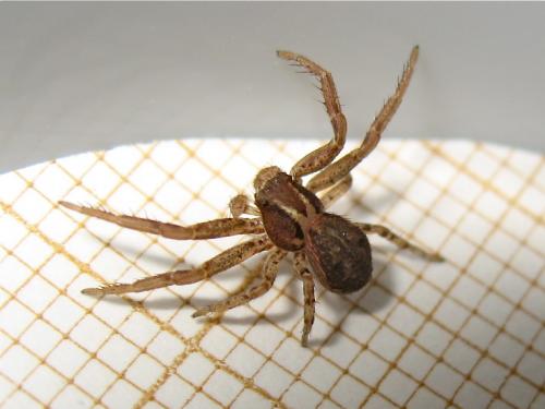 Xysticus sp.