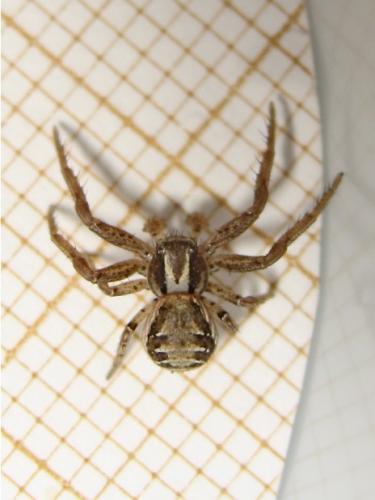 Réf. 152 436 : Xysticus sp.