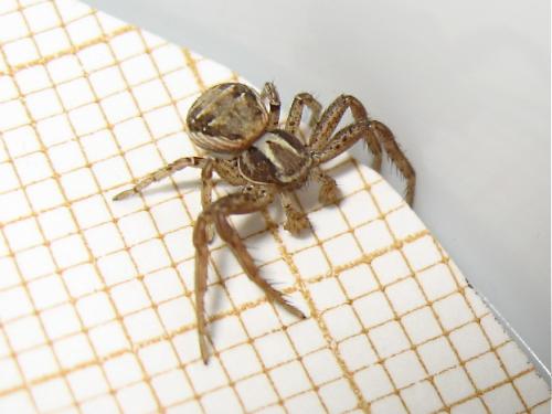 Xysticus sp.