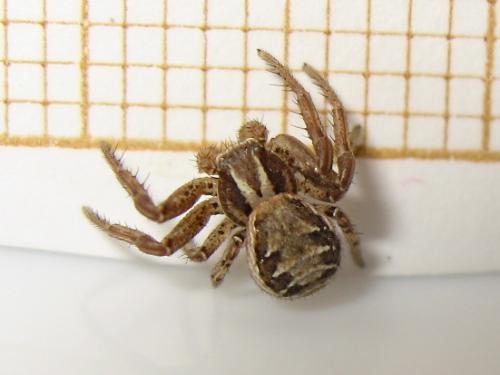 Xysticus sp.