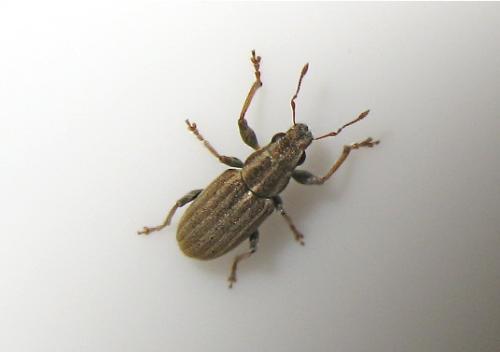 Sitona lineatus